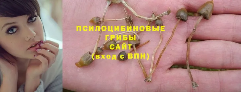 Псилоцибиновые грибы Psilocybe  закладка  Тайга 